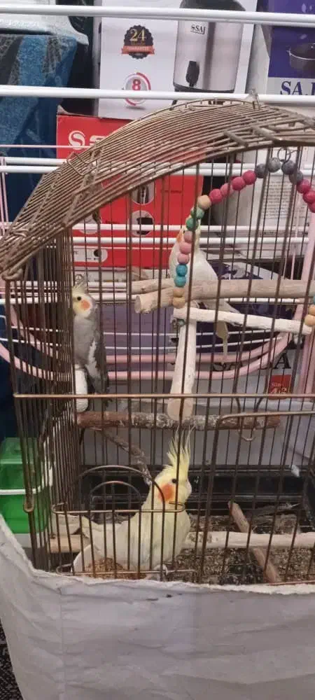 عروس هلندی|پرنده|نسیم‌شهر, |دیوار