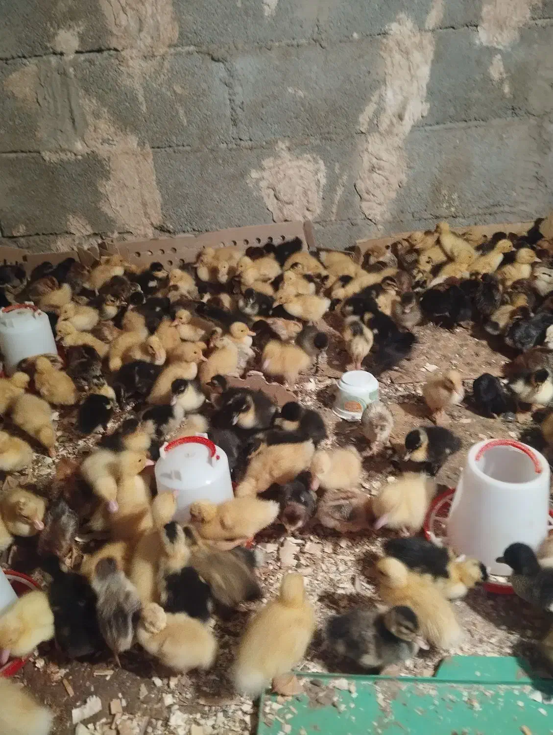 جوجه اردک وجوجه محلی|حیوانات مزرعه|ایرانشهر, |دیوار