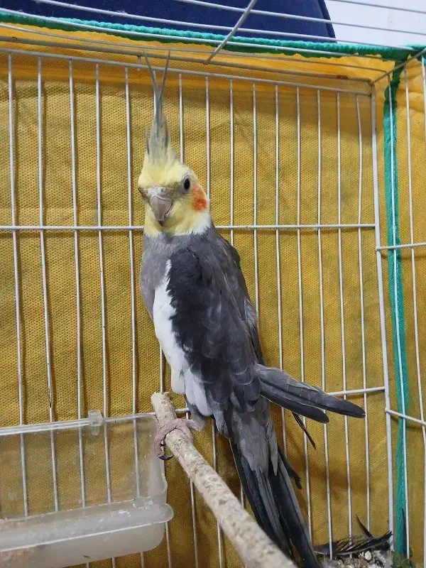 عروس هلندی نر|پرنده|کیاشهر, |دیوار