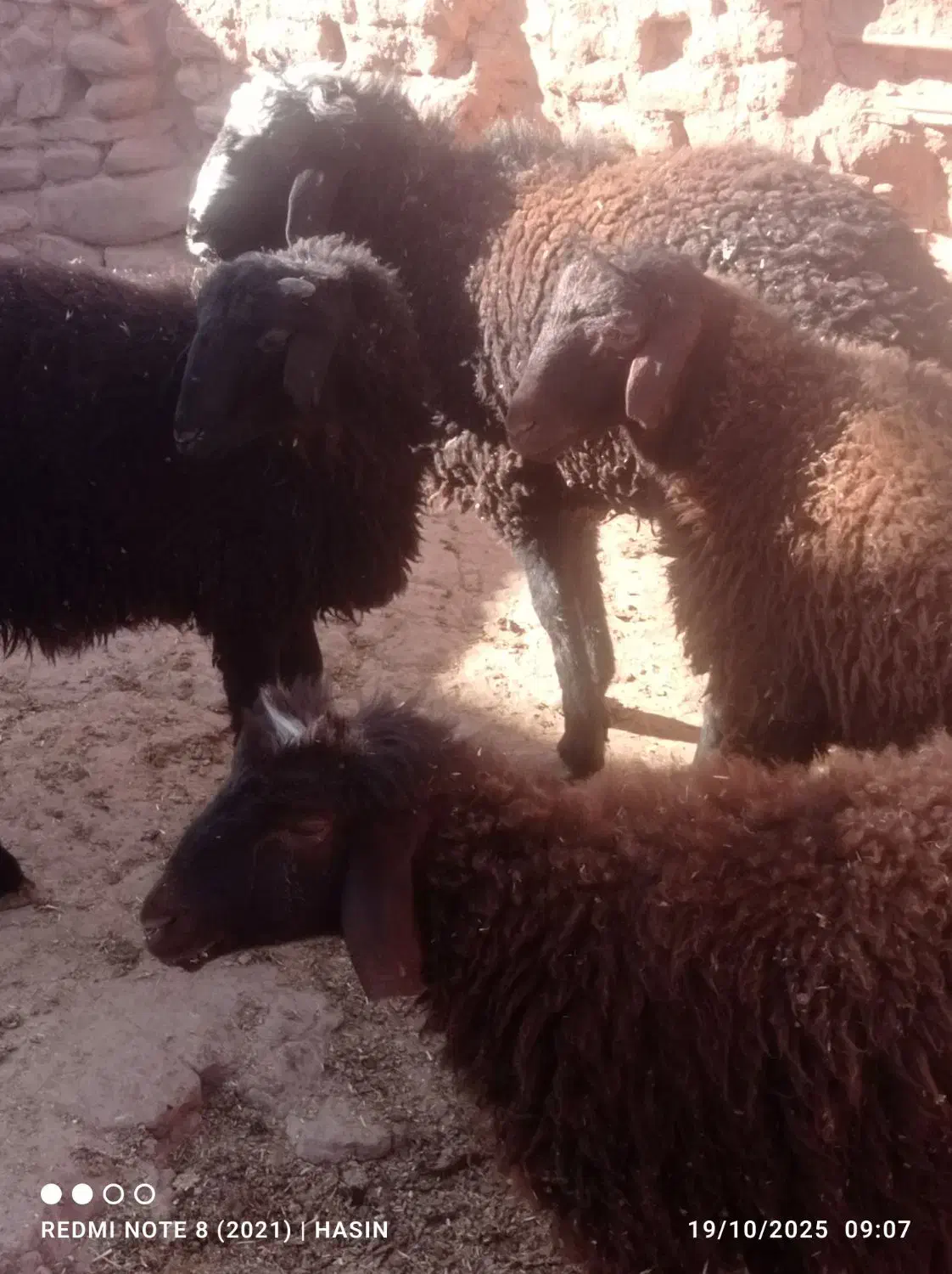 قوچ همو زیگوت دارای ژن چند قلوزایی|حیوانات مزرعه|جلگه رخ, |دیوار