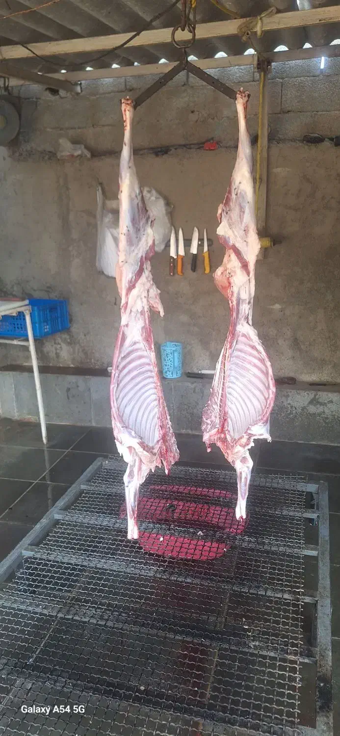 بره پروار شده گوسفنده زنده|حیوانات مزرعه|هشتگرد, قاسم آباد بزرگ|دیوار