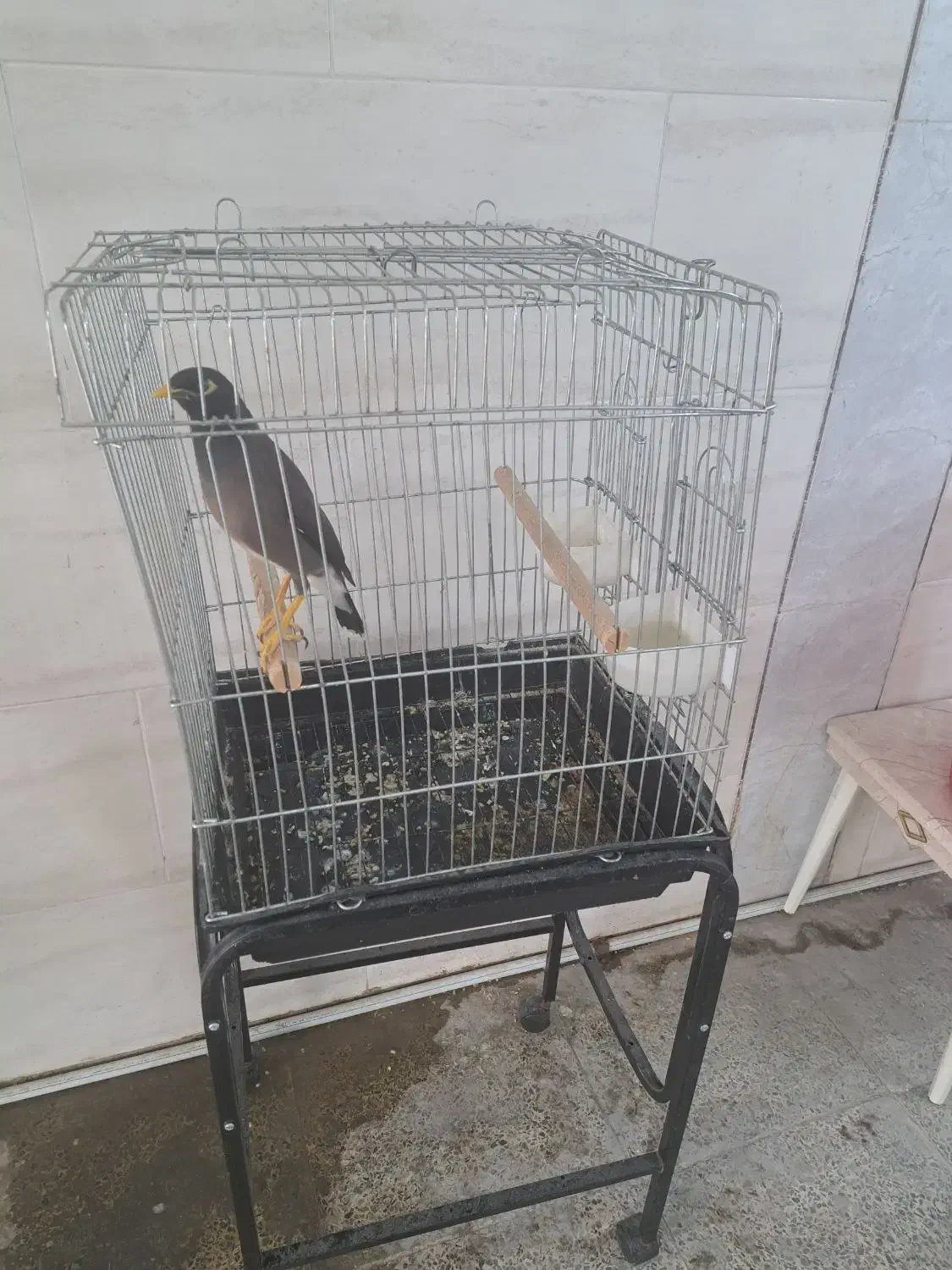 پرنده مینا|پرنده|اهواز, سلیم آباد(سه راه خرمشهر)|دیوار