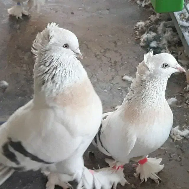 چندجفت کبوترترکیه ای وارداتی|پرنده|قم, باغ کرباسی|دیوار