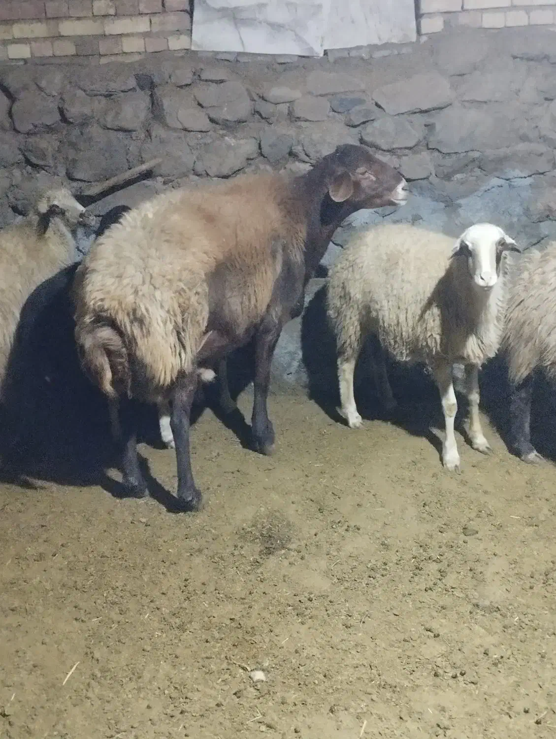 قوچ|حیوانات مزرعه|سنندج, |دیوار