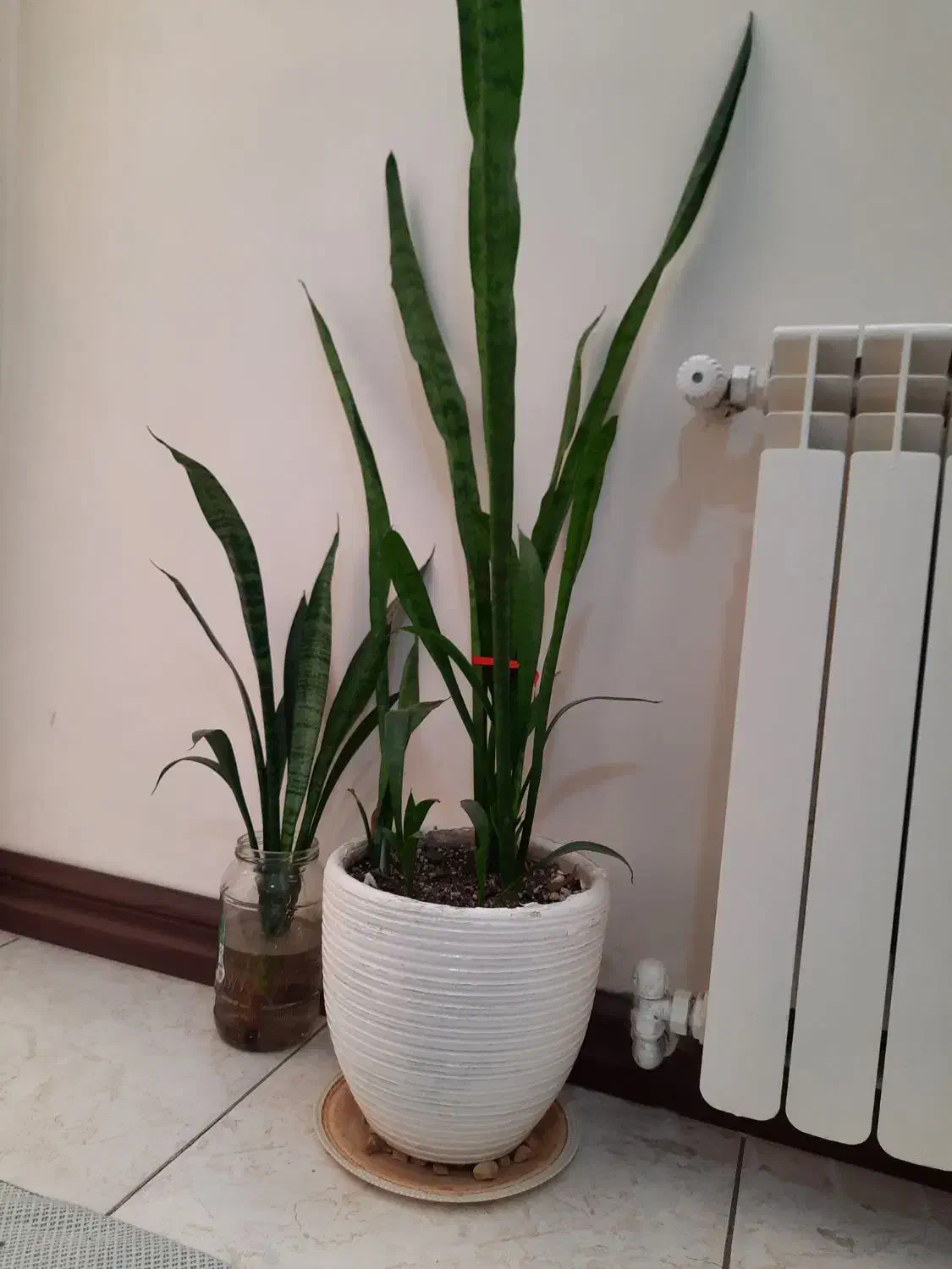 گل سانسوریا|گل و گیاه طبیعی|تهران, دولاب|دیوار