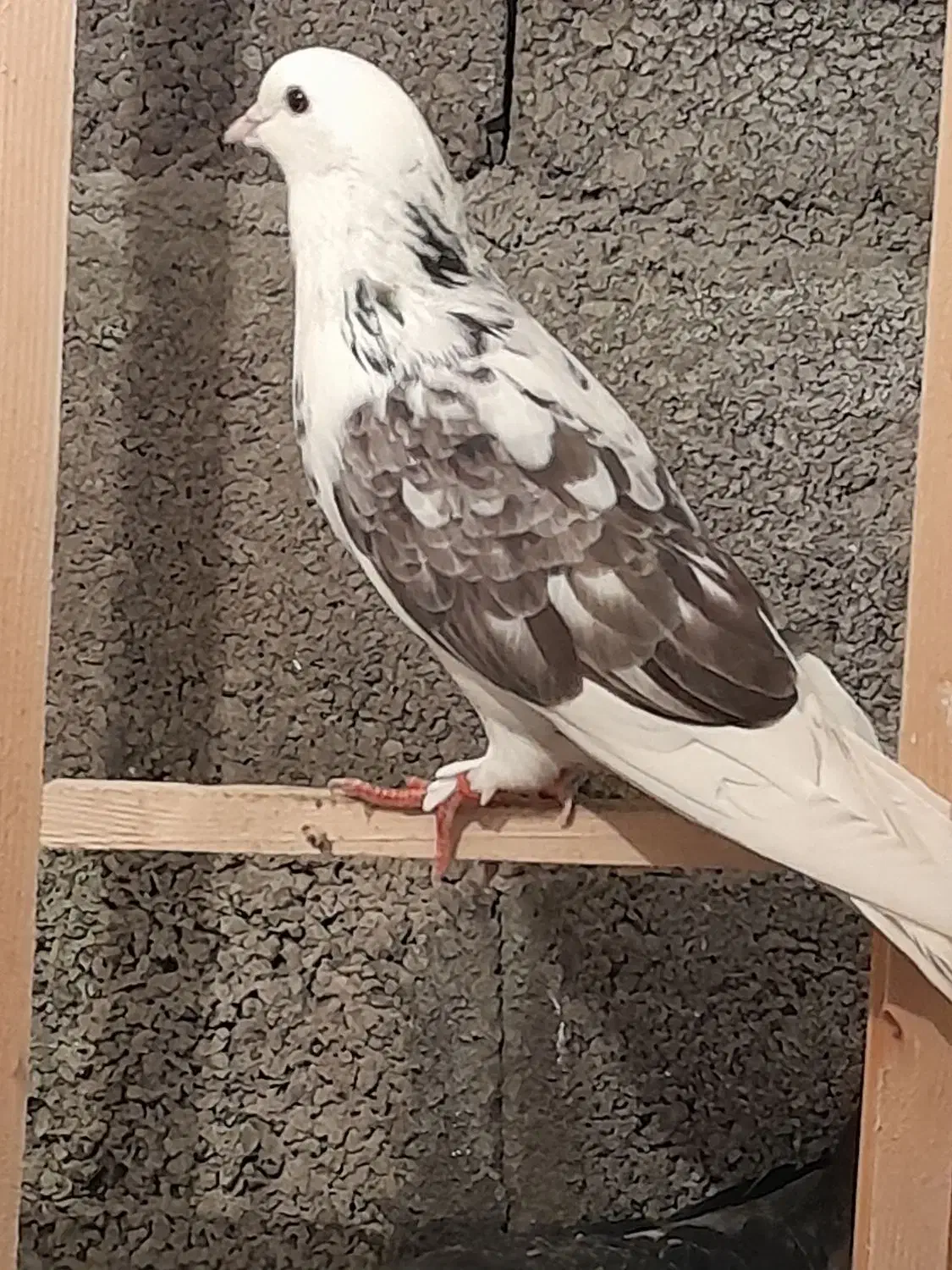 کبوتر پرشی|پرنده|بندر انزلی, خوش پیک|دیوار