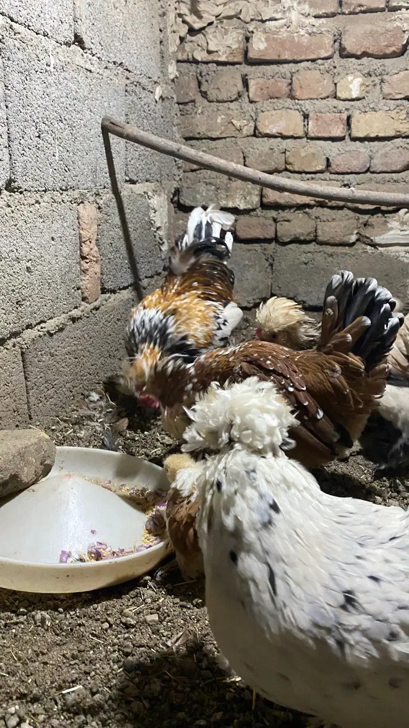 تخم نطفه دار پاکوتاه|حیوانات مزرعه|نوشین شهر, |دیوار