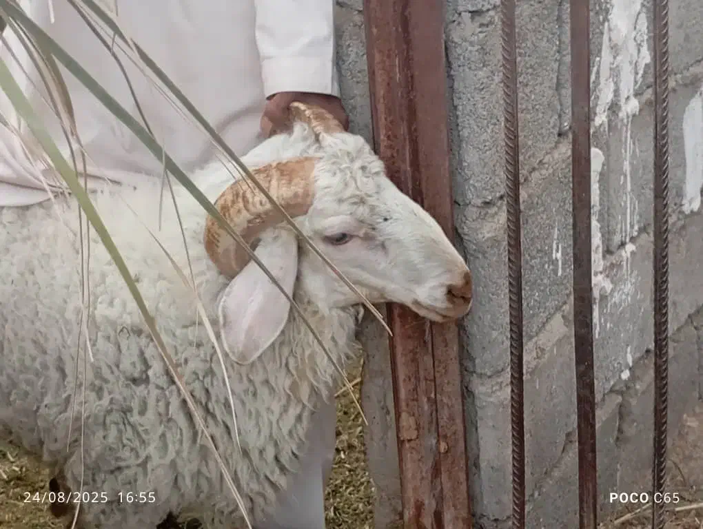 فروش دو عدد گوراند     مهرستان|حیوانات مزرعه|مهرستان, |دیوار