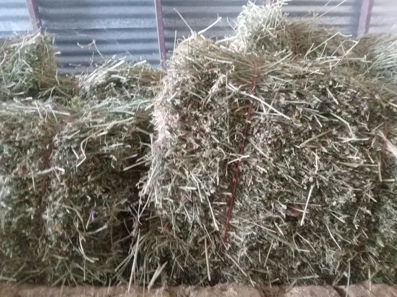 گل یونجه|عمده‌فروشی|اراک, |دیوار