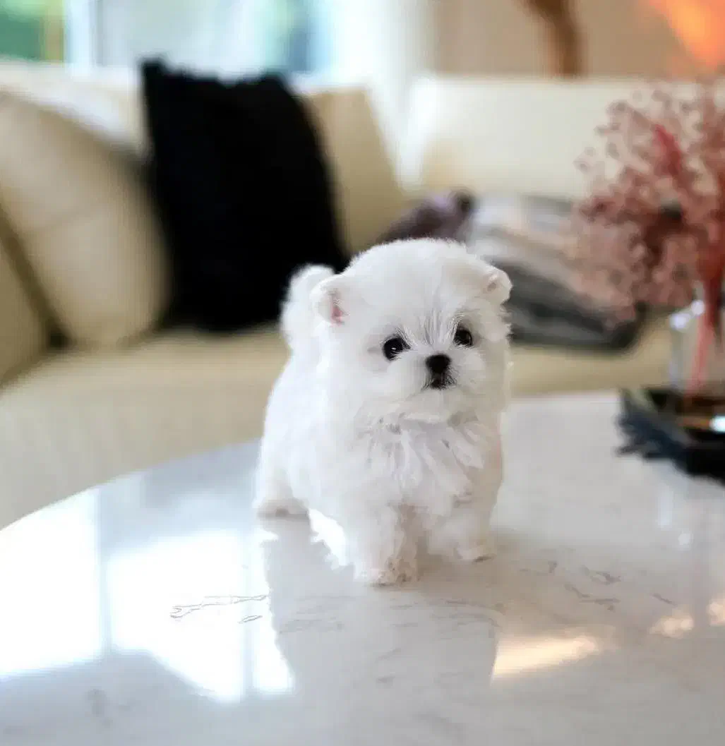 مالتیز تیکاپ|سگ|باوی, |دیوار