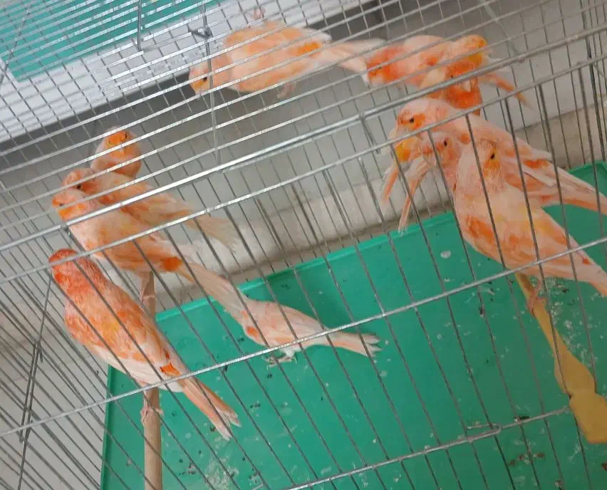 قناری سوپر برفکی درشت|پرنده|فولادشهر, مسکن مهر فولادشهر|دیوار