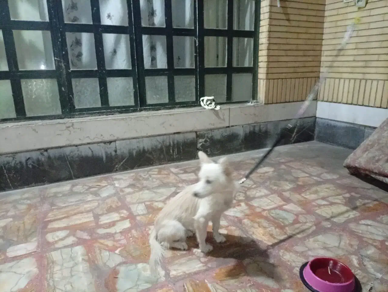 سگ آروم و بی صدا|سگ|شیراز, گلشن|دیوار