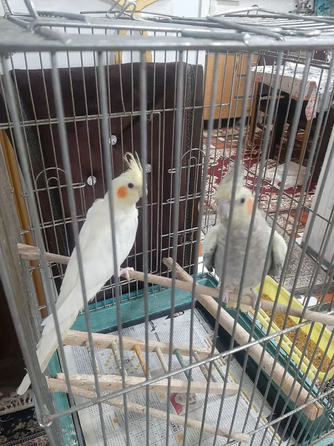 طوطی عروس|پرنده|آستانه اشرفیه, |دیوار