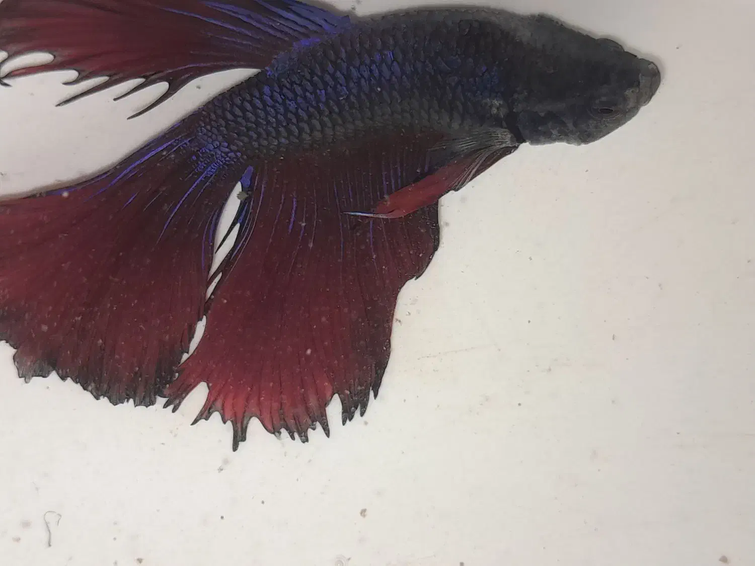 فایتر نر و ماده|ماهی|قدس, شهر‌قدس|دیوار