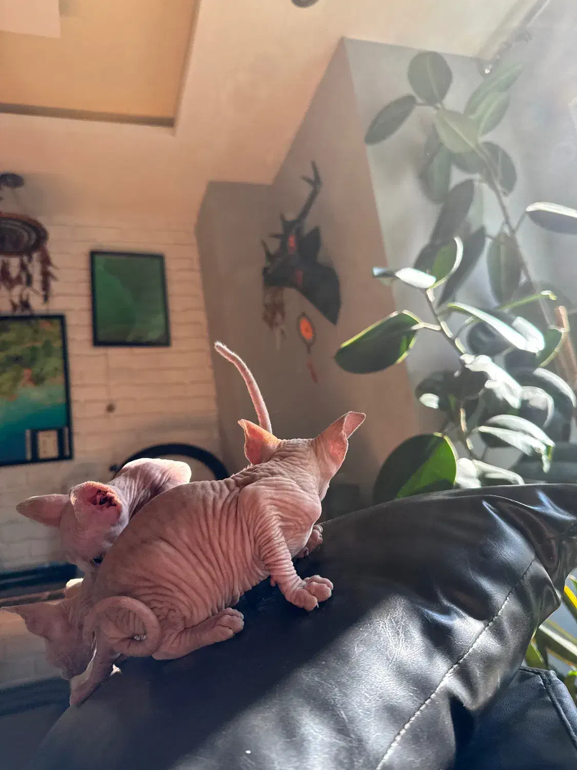 گربه (بدون مو)|گربه|آمل, |دیوار