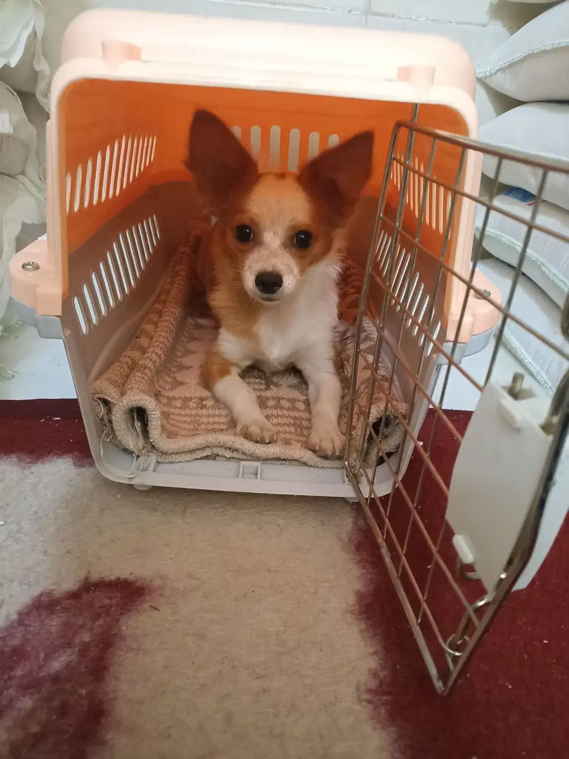 سگ کوچک آپارتمانی|سگ|یزد, |دیوار