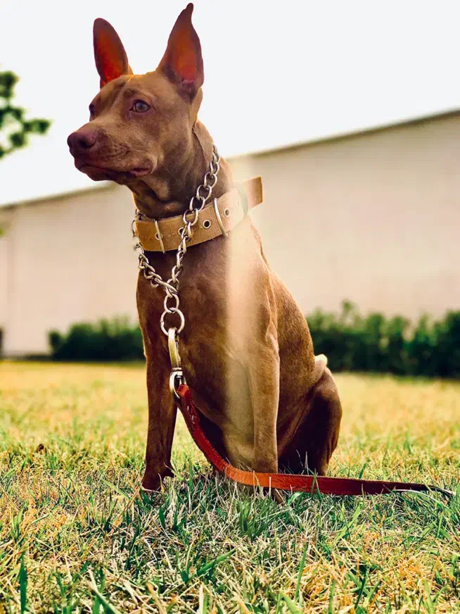 واگذاری پیتبول ۱ ساله با شناسنامه و واکسن|سگ|فردیس, دهکده|دیوار