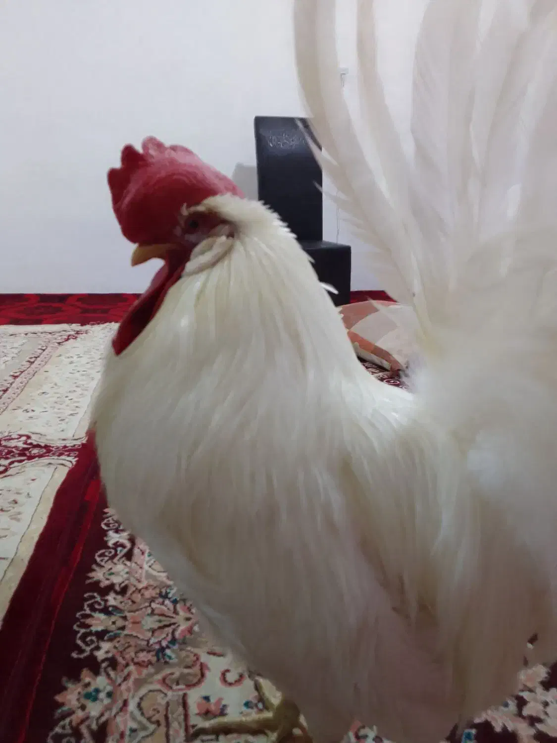 خروس|حیوانات مزرعه|سنندج, |دیوار