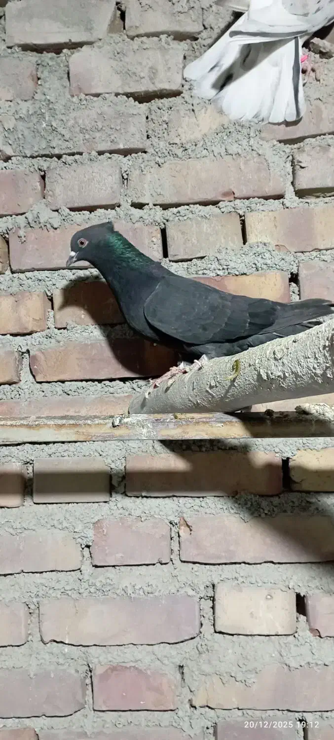 کبوتر|پرنده|نقده, |دیوار