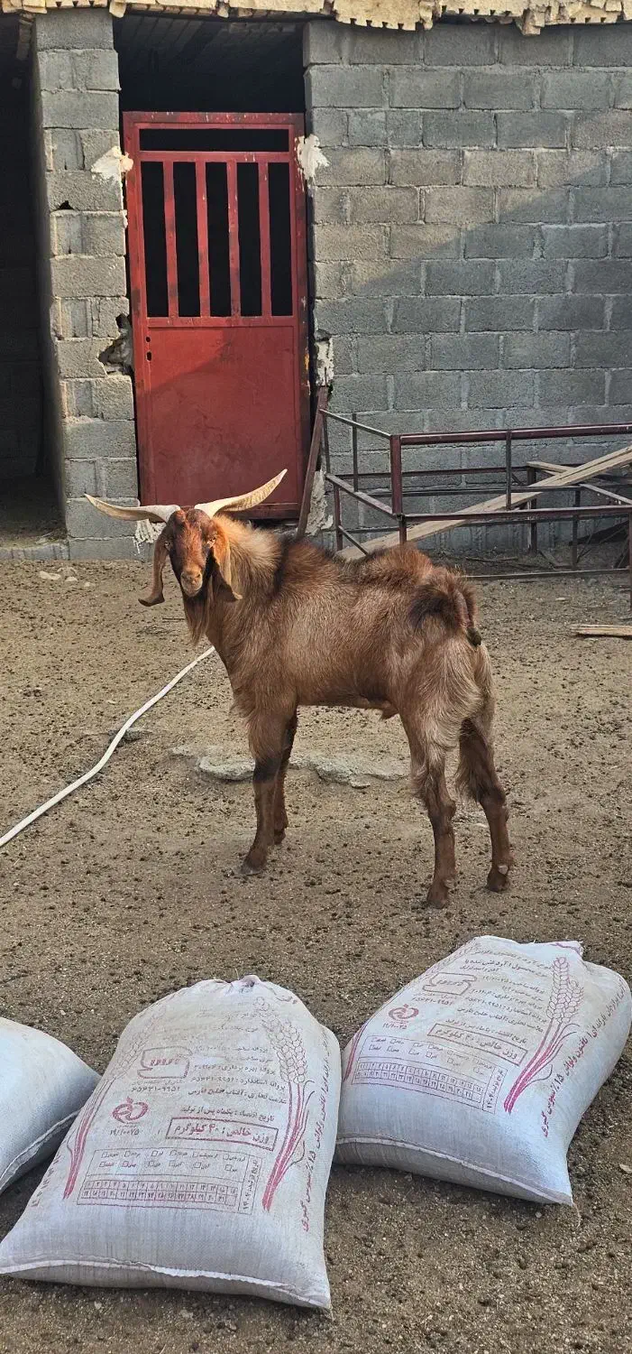 پازن درجه یک|حیوانات مزرعه|جم, |دیوار