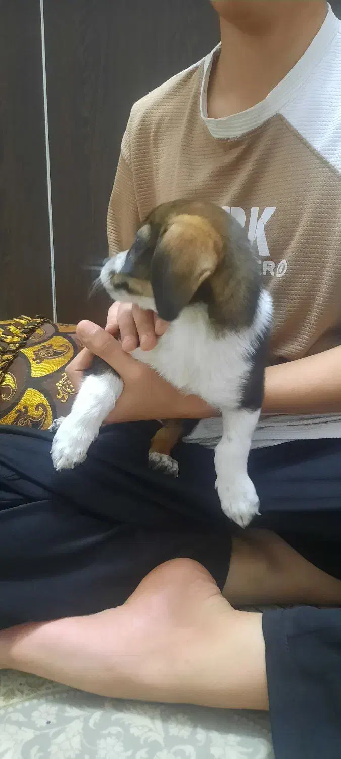 سگ شیواوا|سگ|ملارد, |دیوار