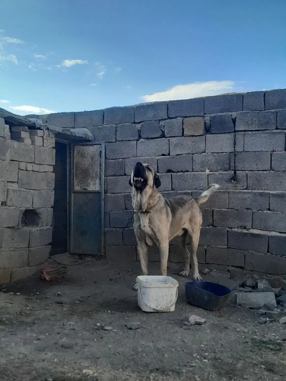 سلام واگزاری سگ پژدر|سگ|بهار, |دیوار