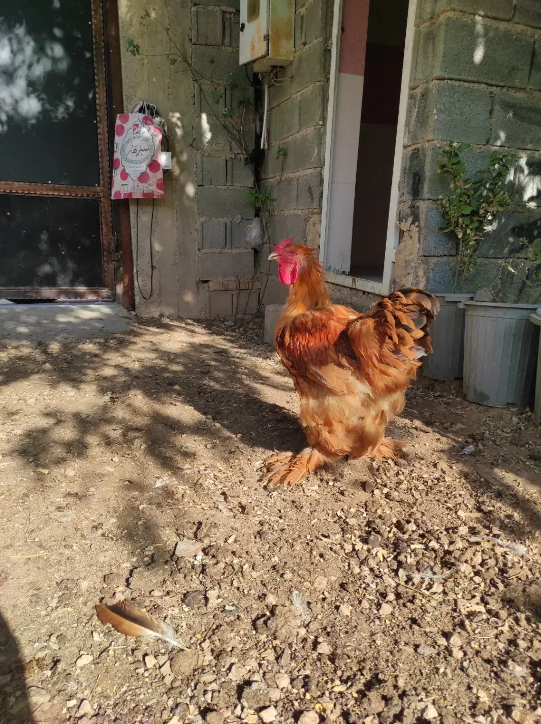 بوقلمون و مرغ برهما و کوشین|حیوانات مزرعه|شیراز, بید زرد|دیوار