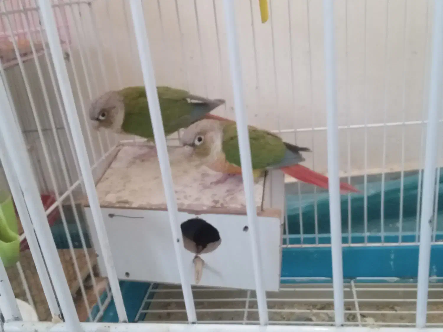 طوطی گرینچیک اناناسی|پرنده|بم, |دیوار