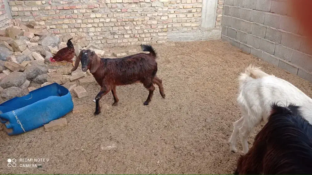 گتاچ آبسه دوقلو زا وی شیر ده معاوضه با تروشت وپاچن|حیوانات مزرعه|سراوان, |دیوار