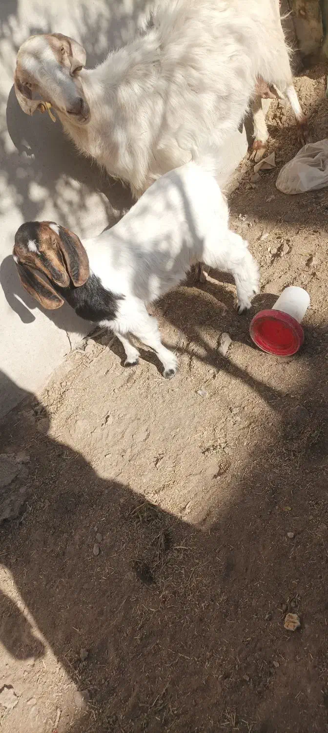 بز با دو کره ماده|حیوانات مزرعه|کرمان, |دیوار