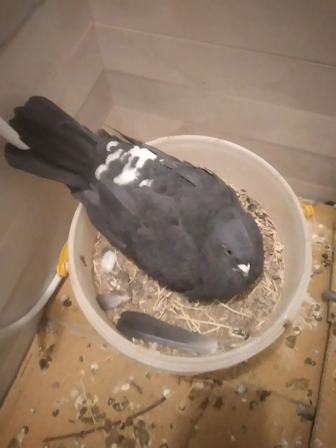 کفتر زاغ شپر|پرنده|قائن, |دیوار