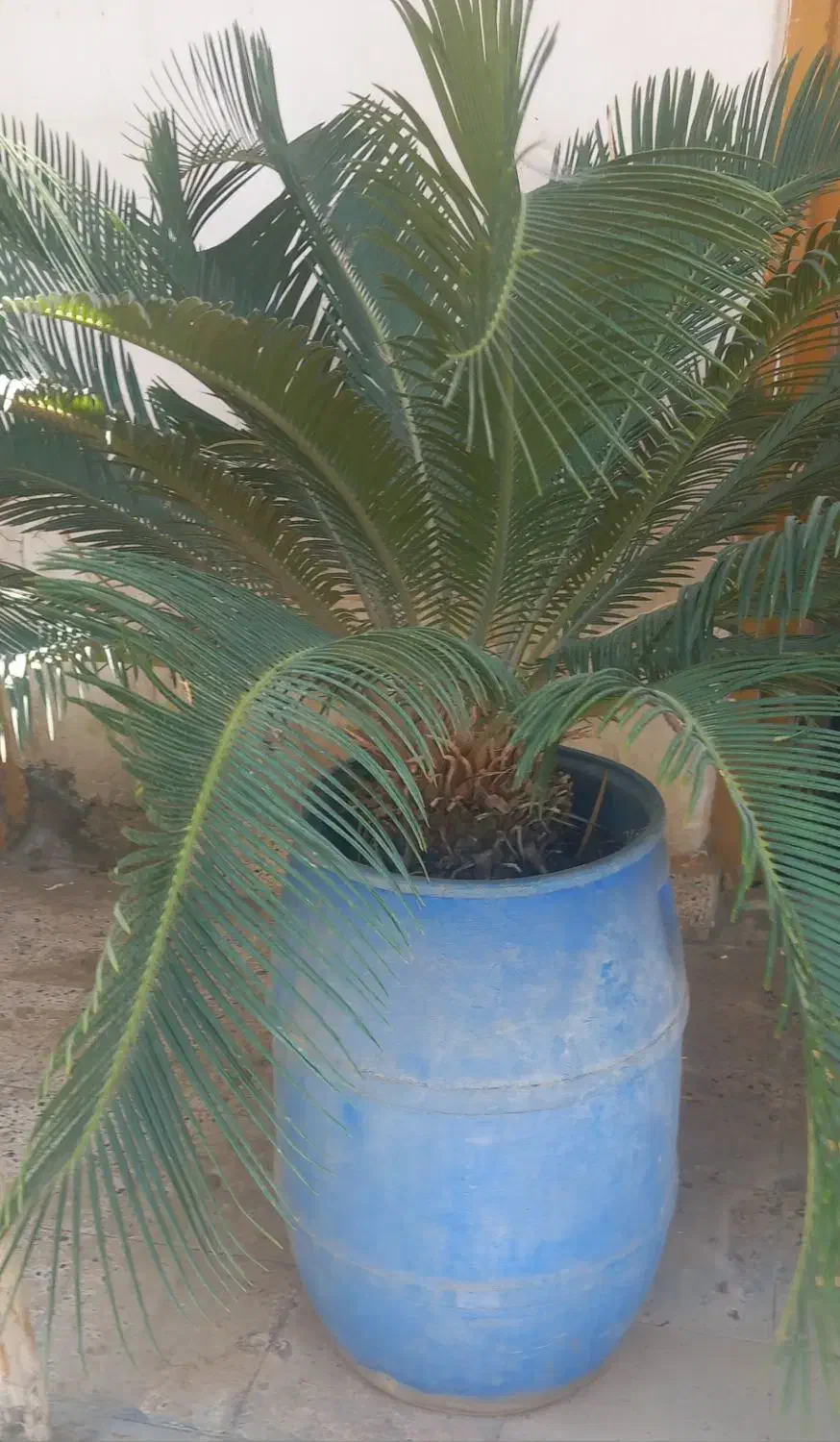 گل وگیاه|گل و گیاه طبیعی|گرگان, |دیوار