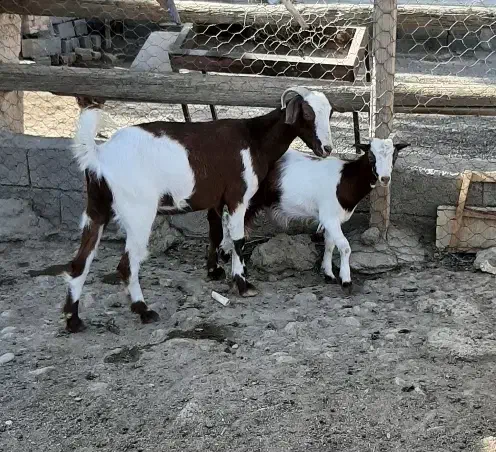 بز و بزغاله|حیوانات مزرعه|بهارستان, |دیوار