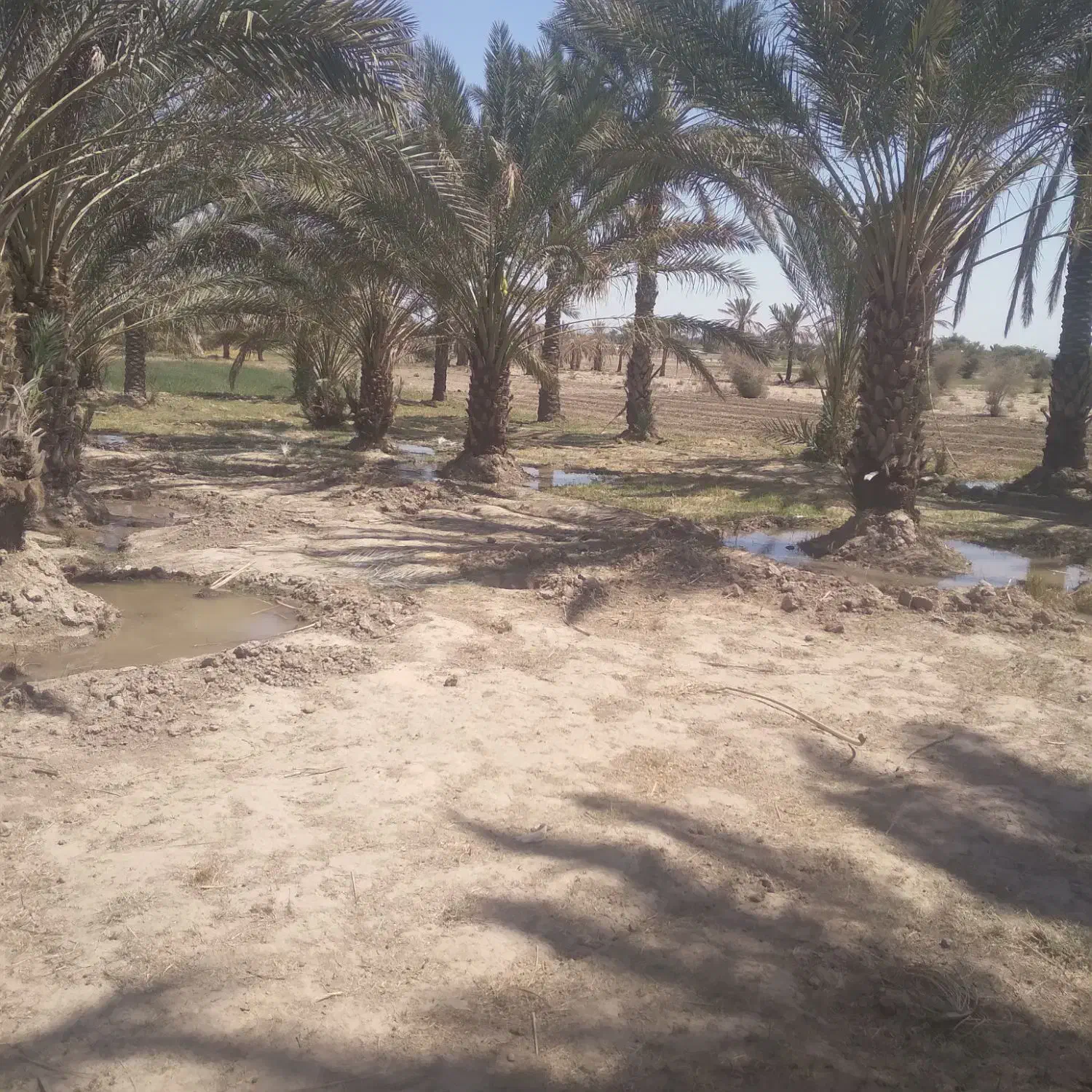 زمین باغی|فروش زمین و ملک کلنگی|جیرفت, |دیوار