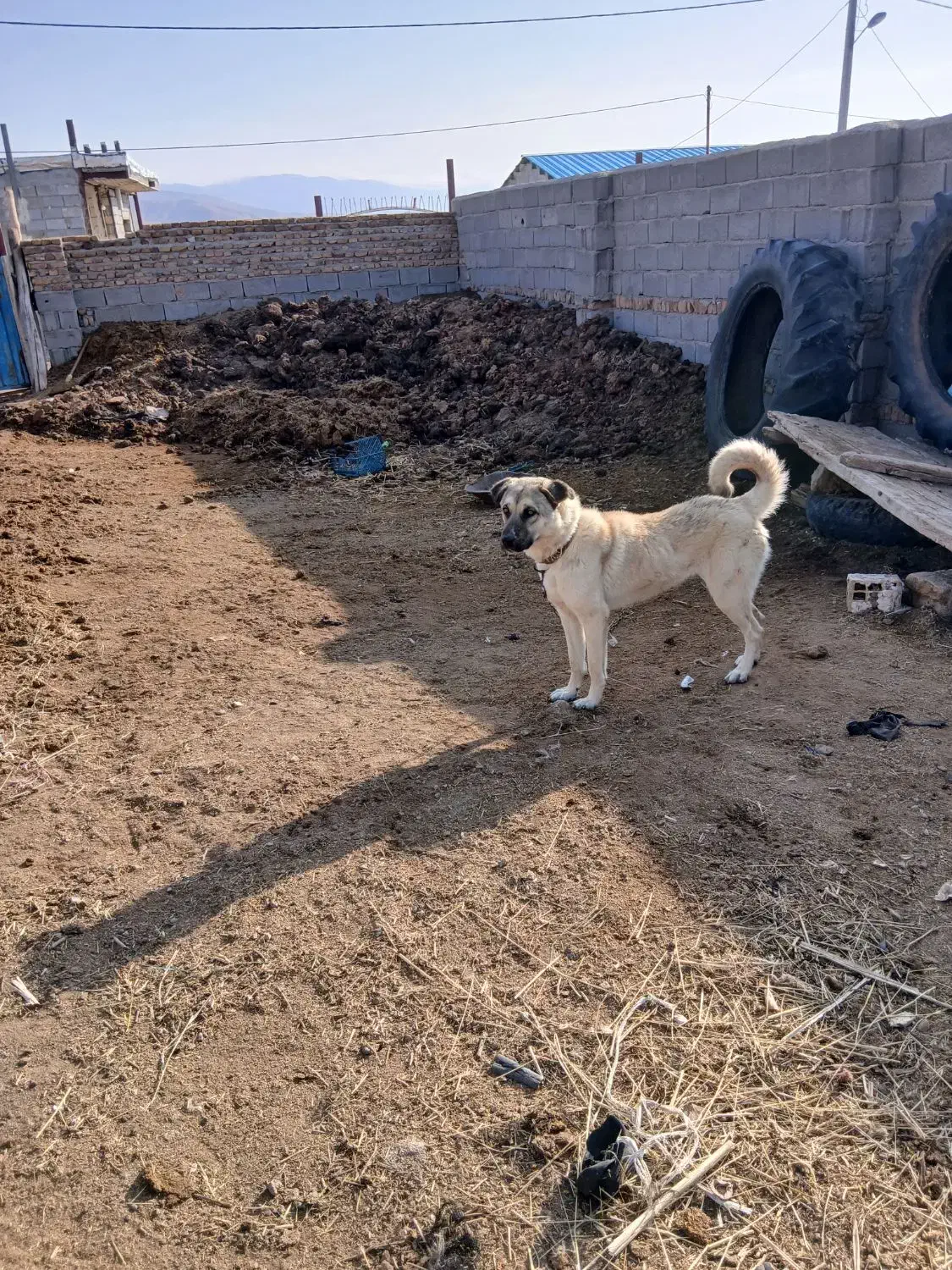 واگذاری ماده سگ|سگ|اهر, |دیوار