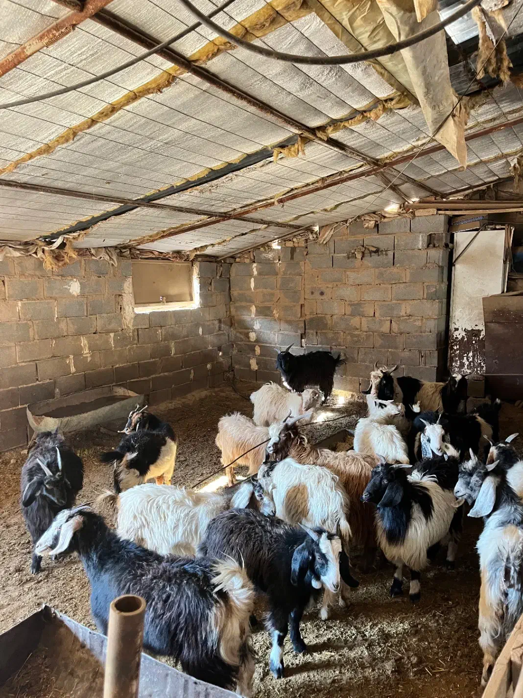 دام گوسفند بره میش بز بزغاله|حیوانات مزرعه|مهدی شهر, |دیوار