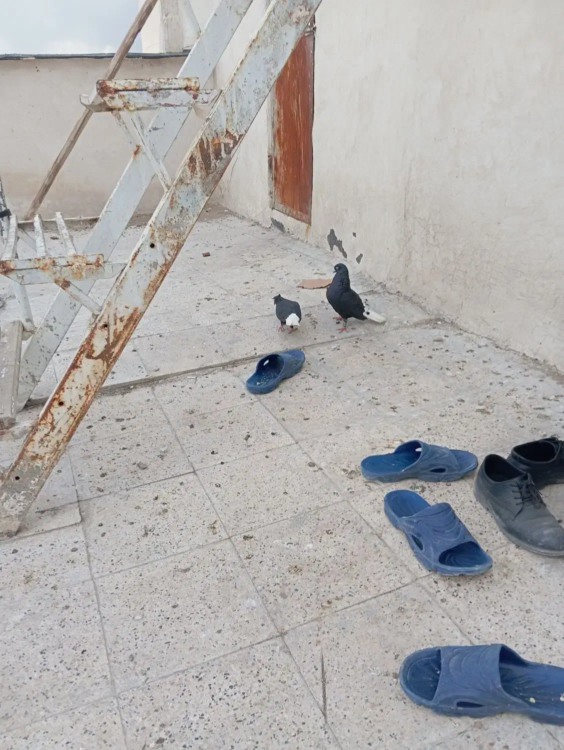 کفتر زاغ دم سفید|پرنده|مشهد, تلگرد|دیوار