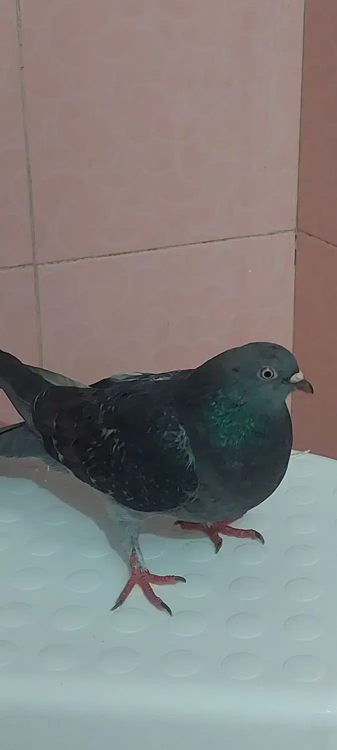 کبوتر|پرنده|شادگان, |دیوار