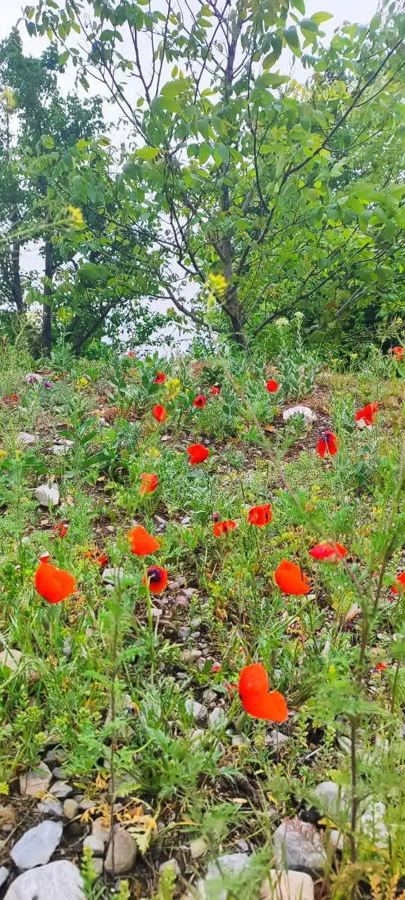 تورسیاحتی شاد شاد قشم 6|تور و چارتر|شاندیز, |دیوار