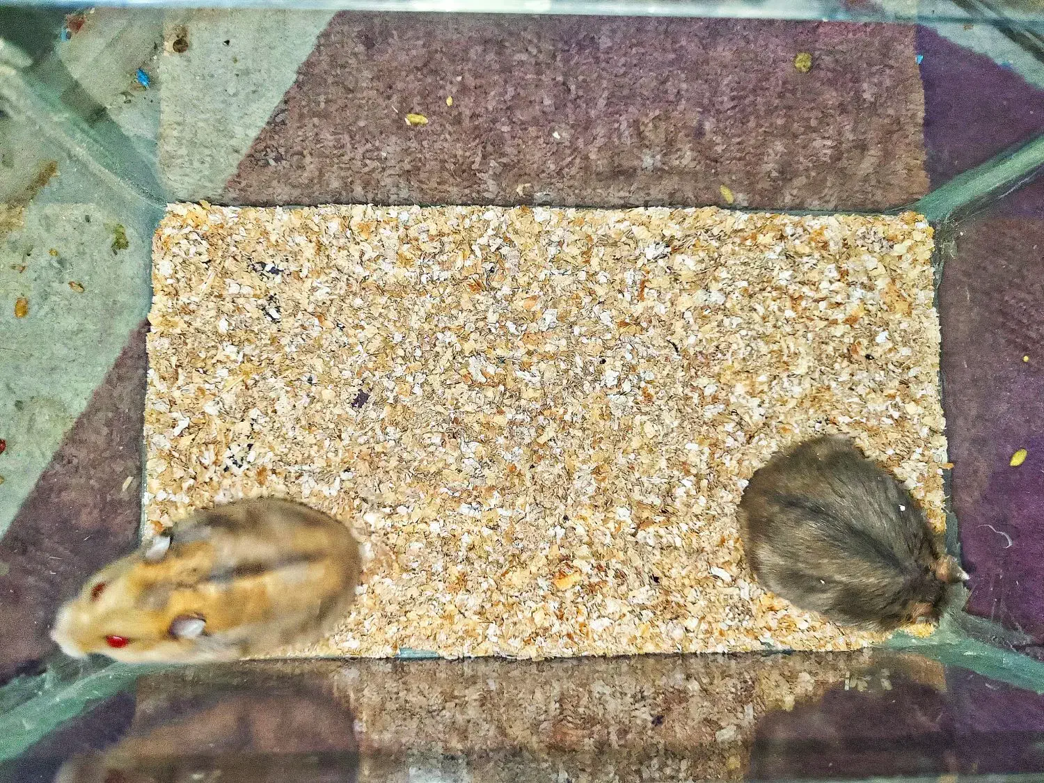 همستر مینیاتوری|موش و خرگوش|بافق, |دیوار