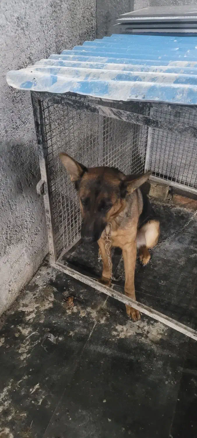 سگ ژرمن|سگ|بیستون, |دیوار