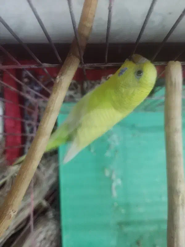 طوطی ، مرغ عشق|پرنده|کرج, برغان|دیوار