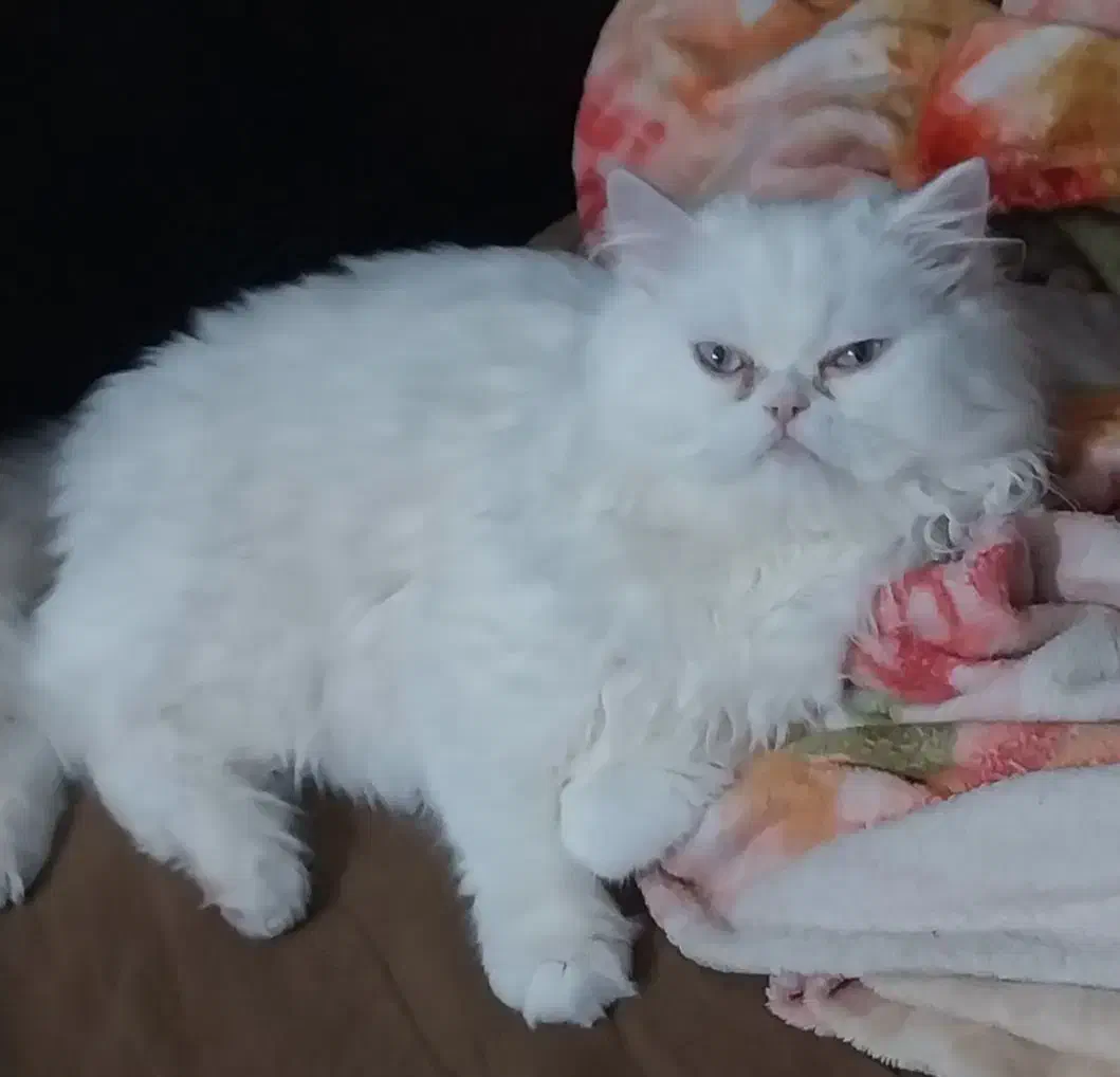 واگذاری فوری گربه|گربه|ماهان, |دیوار