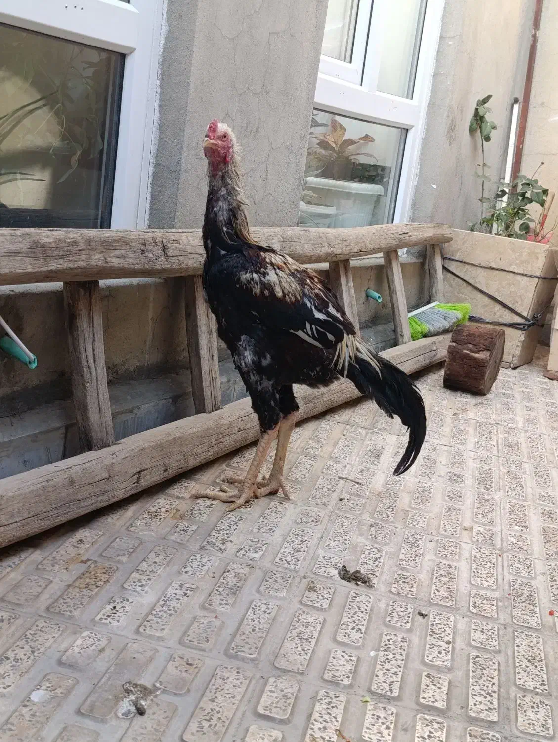 خروس لاری|حیوانات مزرعه|پیرانشهر, |دیوار