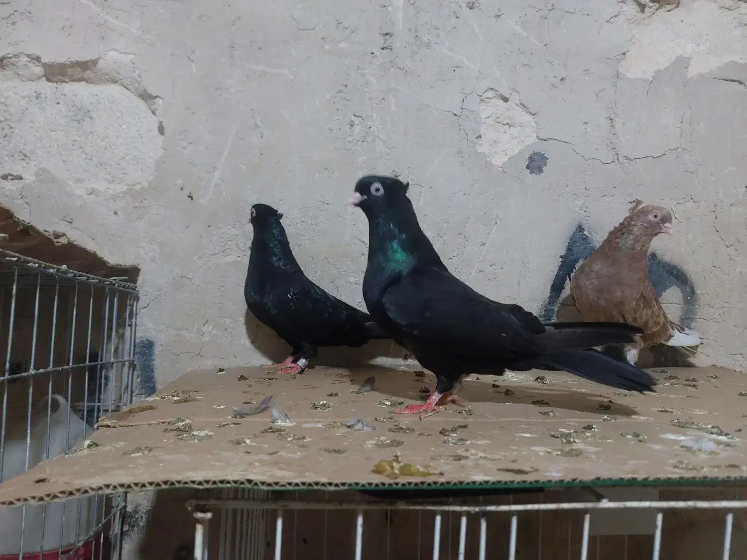 چشنوک|پرنده|مسجد سلیمان, |دیوار