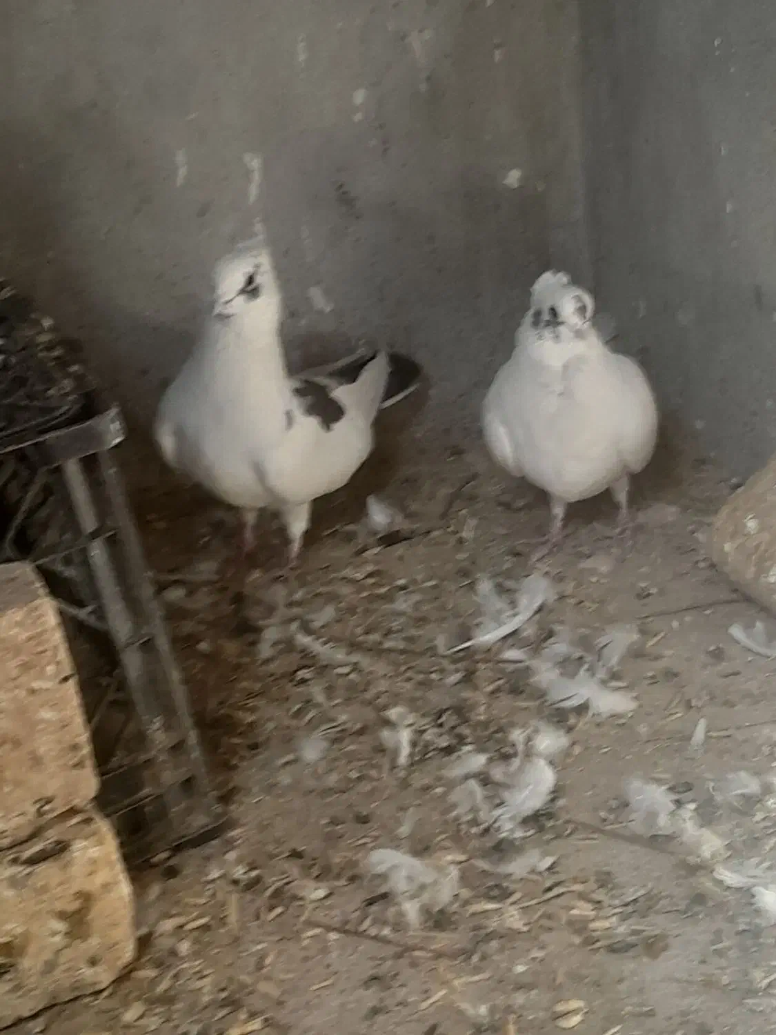 پرنده|پرنده|جوانرود, |دیوار