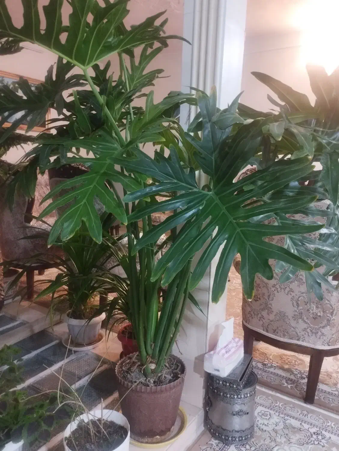 گل طبیعی بسیار سرحال و زیبا|گل و گیاه طبیعی|شازند, |دیوار