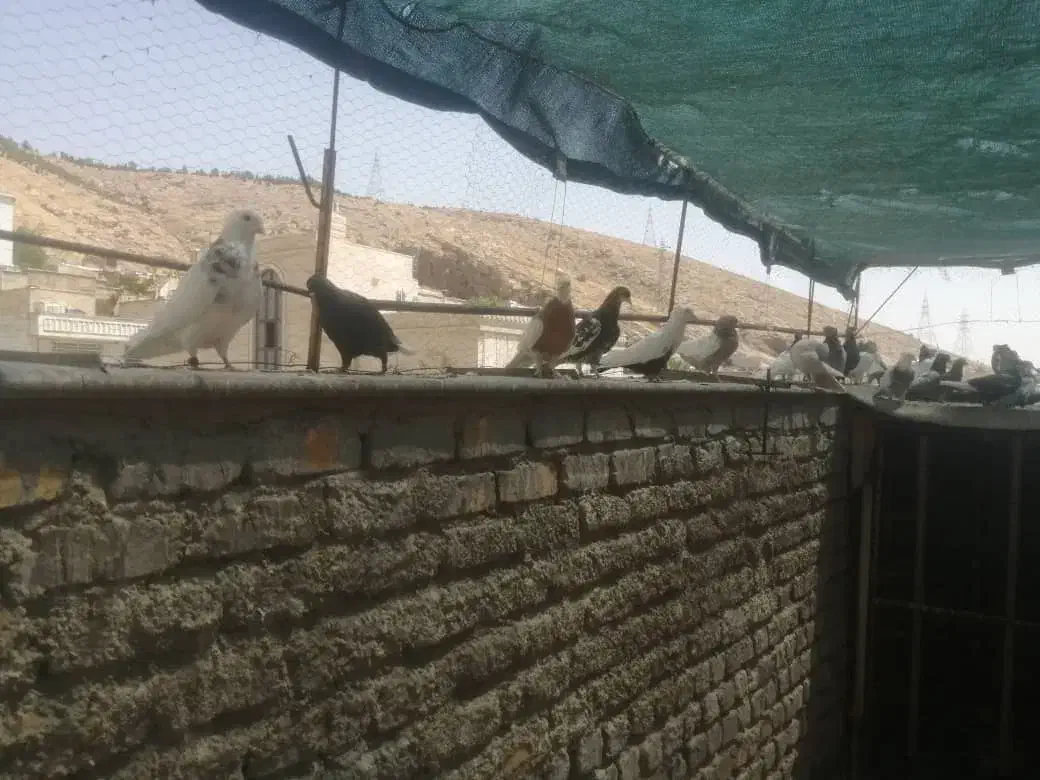 کبوتر ماده|پرنده|شیراز, هفت تنان|دیوار