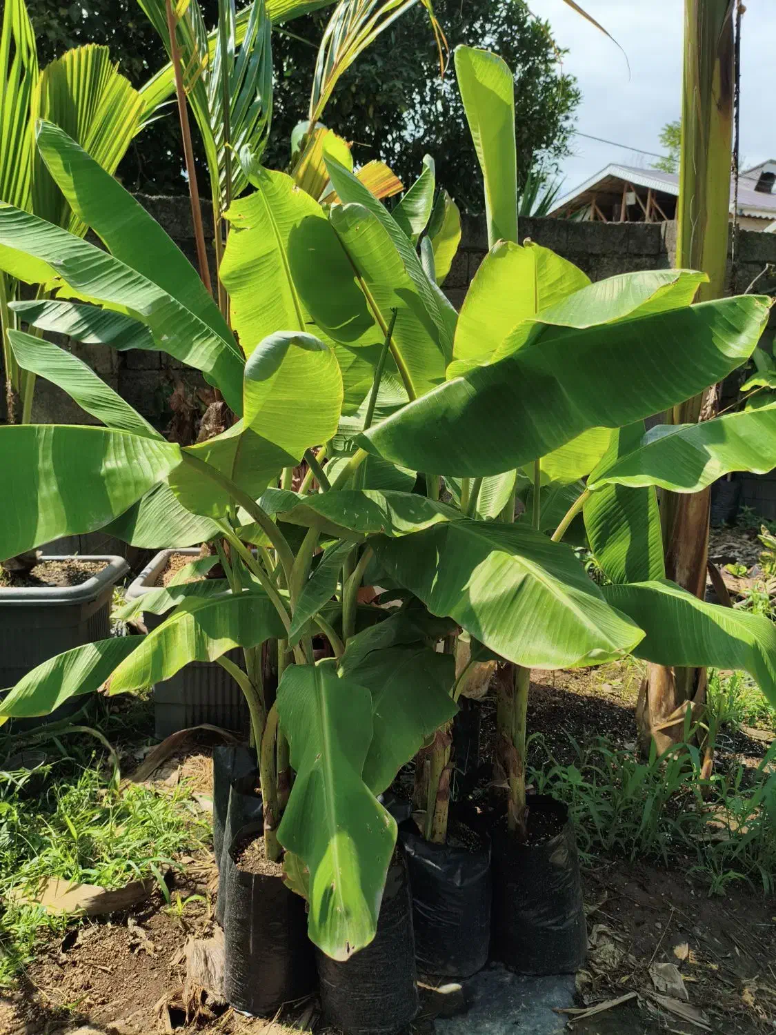 موز بیرونی و معتدله تا سردسیری|گل و گیاه طبیعی|لاهیجان, آهندان|دیوار