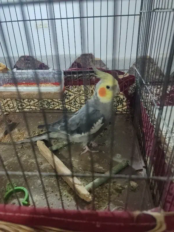 عروس‌خوشگل|پرنده|چهارباغ, |دیوار